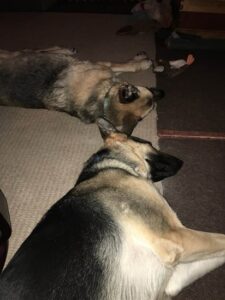 Evaluating Homestead Dog Behavior by Breed Image